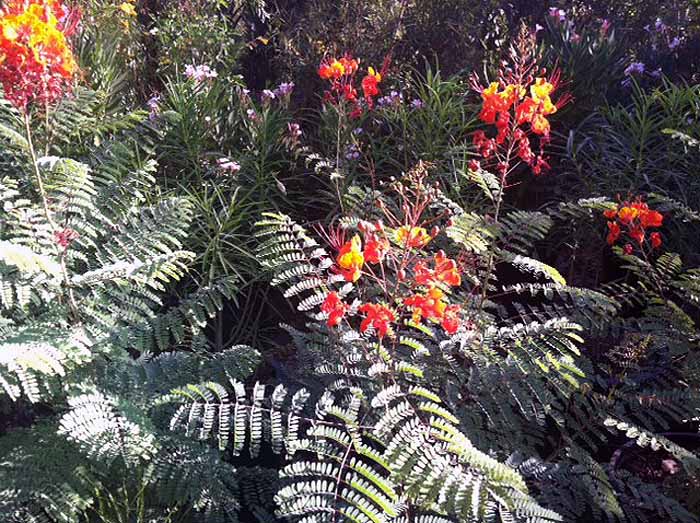 Caesalpinia pulcherrima